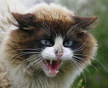 Image result for Angry Cat Funny