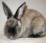 Image result for Broken Siamese Rabbit