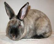 Image result for Siamese Rabbit