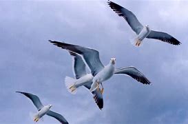 Image result for Seagulls Flyung