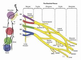 Image result for Brachial Plexus Posterior View