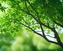 Image result for Green Tree C