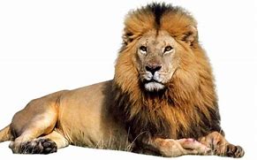 Image result for Real Fire Lion