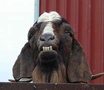 Image result for Grumpy Goat