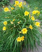 Image result for Day Lillies Pictures