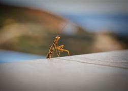 Image result for Praying Mantis Insect