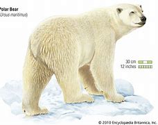 Image result for Polar Bear Life Cycle