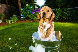 Image result for Dog Bath