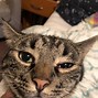 Image result for Cat Eye Conditions