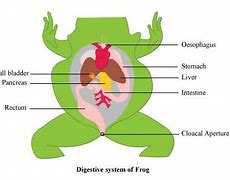 Image result for Frog Digestive System Diagram Labeled