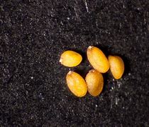 Image result for Arabidopsis Seeds