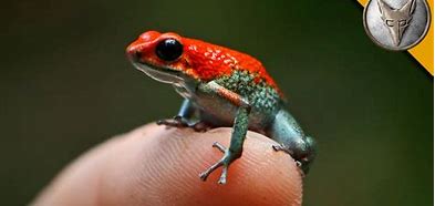 Image result for Most Poisonous Poison Dart Frog