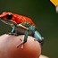 Image result for Rainbow Dart Frog