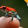 Image result for Poison Dart Frog Species List