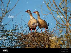 Image result for Geese Nest