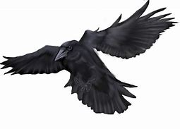 Image result for Flying Crow Pose