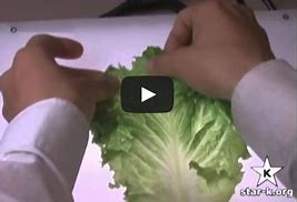 Image result for Lettuce Bugs