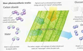 Image result for Aquatic Plant Photosynthesis