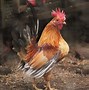 Image result for Serama Chicken Baby