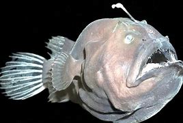 Image result for Esca AnglerFish