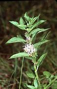 Image result for Atha Plant