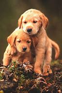 Image result for Very Cute Doggos