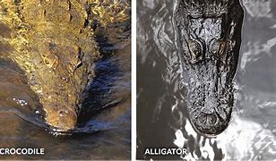 Image result for Croc vs Alligator Snout