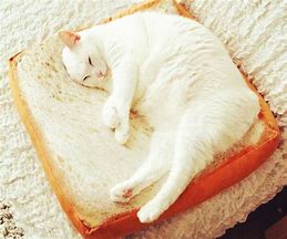 Image result for Bread Cat Bed