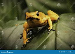 Image result for Most Poisonous Poison Dart Frog