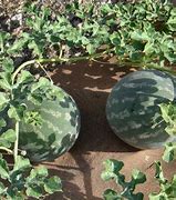 Image result for Citron Melon