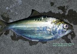 Image result for Tam Ban Fish