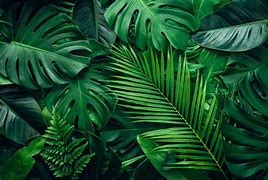 Image result for Rough Foliage