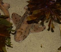 Image result for Horn Shark