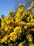 Image result for Genista Porlock Broom