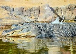 Image result for Alligator Close Up