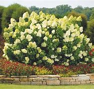 Image result for Limelight Hydrangea in the Landscape