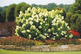 Image result for Potted Limelight Hydrangea Tree