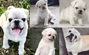 Image result for White Baby Pug