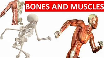 Image result for Muscle and Skelation