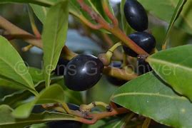 Image result for Laurus Species