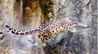 Image result for Snow Leopard Back Legs Lying Down