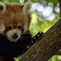 Image result for 10 cutest animals