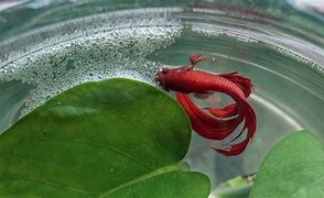 Image result for Bubble Fish