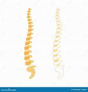 Image result for Human Spine Illustration