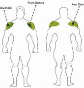 Image result for Shoulder Muscle Groups