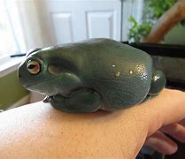 Image result for Grumpy Tree Frog