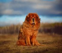 Image result for Most Loved Dog Breed