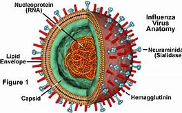 Image result for Influenza Virus Picture