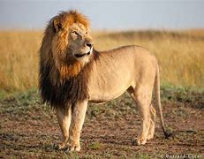 Image result for Teenage Male Lion