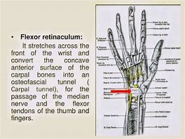 Image result for Flexor Retinaculum of the Hand Function